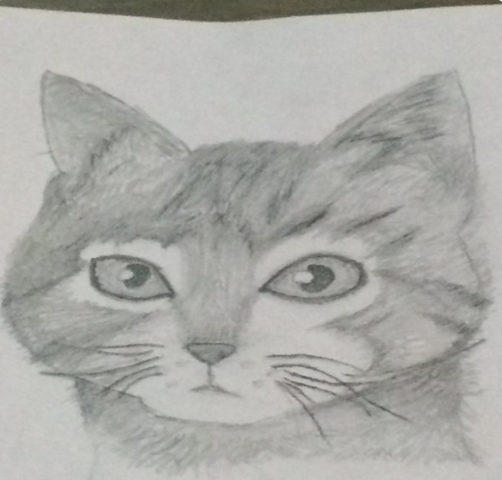 Cat.PNG