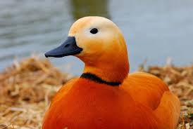 Orangeduck