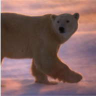 Drybear1998